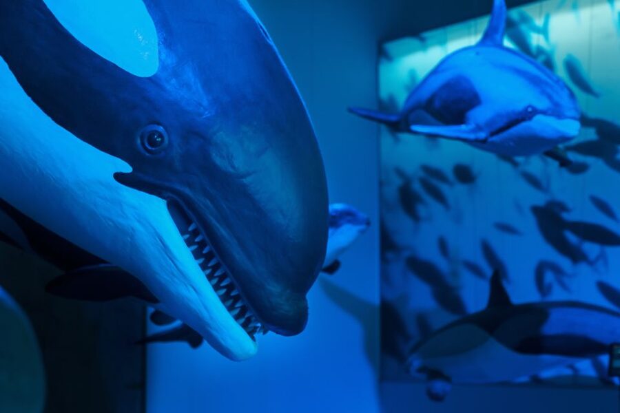 Reykjavik: Whales of Iceland Museum Entrance Ticket - Who will enjoy Whales of Iceland most