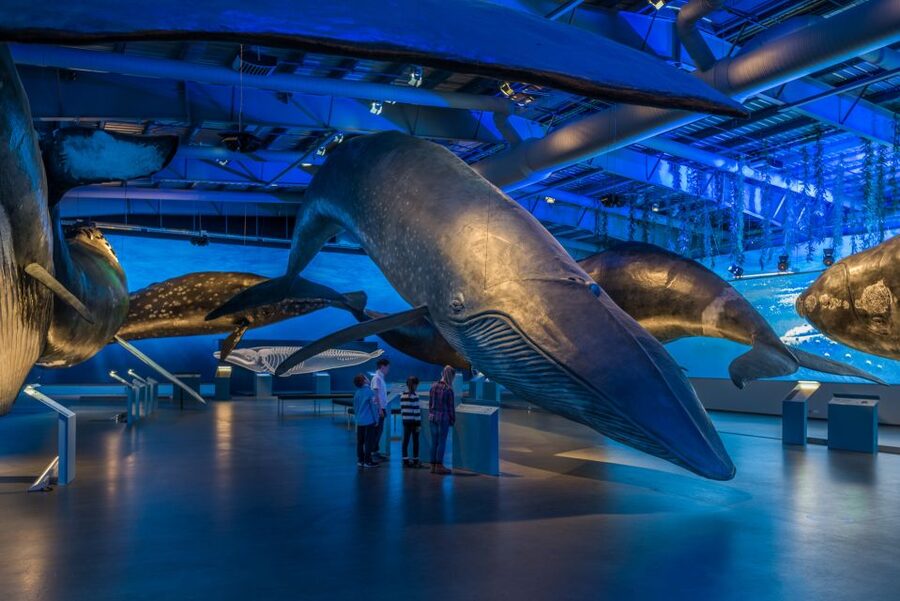 Reykjavik: Whales of Iceland Museum Entrance Ticket - The blue whale, sperm whale, and right whale