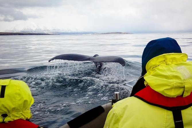 RIB boat express: Whales, Eyjafjord and Akureyri - Warm clothing and safety gear