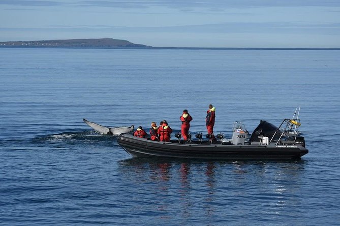 RIB boat express: Whales, Eyjafjord and Akureyri - The guides make the difference