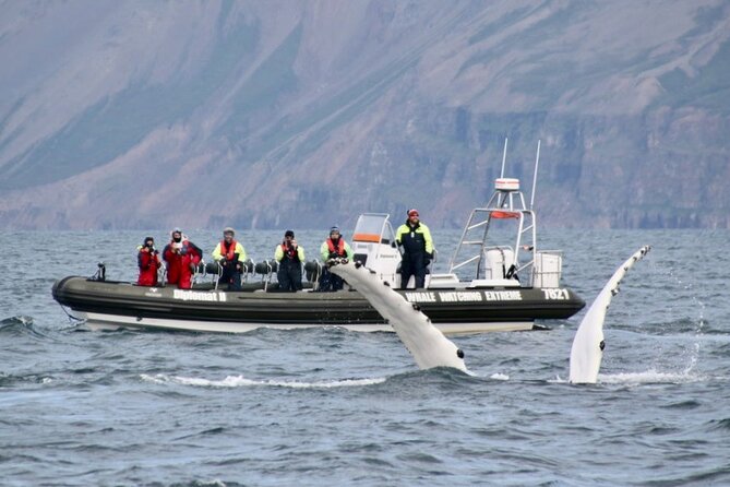 RIB boat express: Whales, Eyjafjord and Akureyri - How much value do you get for $192.66?