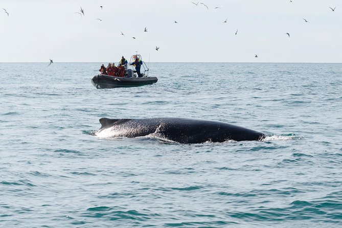 RIB boat express: Whales, Eyjafjord and Akureyri - Weather is part of the decision