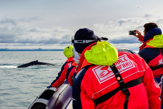 RIB Whale Watching Small-Group Boat Tour from Reykjavik - Why the RIB changes the whale-watching experience