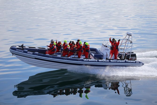 RIB Whale Watching Small-Group Boat Tour from Reykjavik - Faxaflói Bay and the long whale search