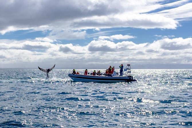RIB Whale Watching Small-Group Boat Tour from Reykjavik - What the whale sightings can feel like from sea level