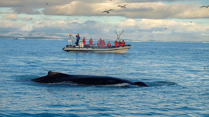 RIB Whale Watching Small-Group Boat Tour from Reykjavik - The return past Reykjavik’s waterfront