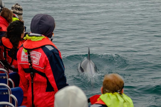 RIB Whale Watching Small-Group Boat Tour from Reykjavik - Who should choose this boat?