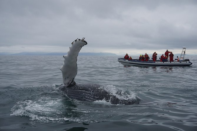 RIB Whale Watching Small-Group Boat Tour from Reykjavik - Starting at Ægisgarður in Reykjavik’s Old Harbour