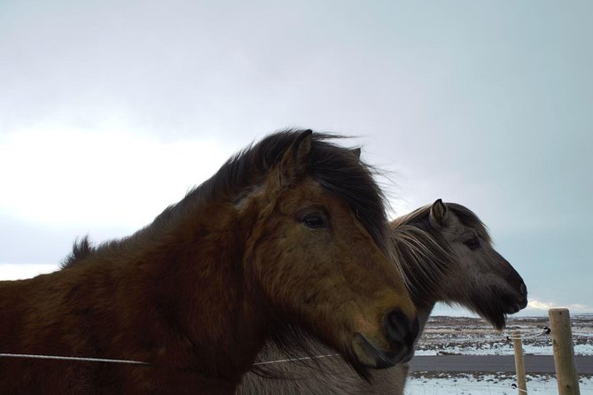 Small-Group Golden Circle Full-Day Tour from Reykjavik - Food, clothing, and comfort on Iceland’s roads