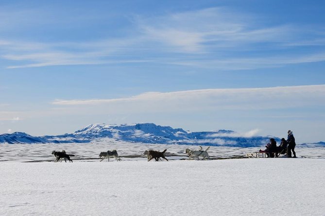 Small Group Husky Sledding Tour from Capital Region - Meeting the huskies near Mosfellsbær