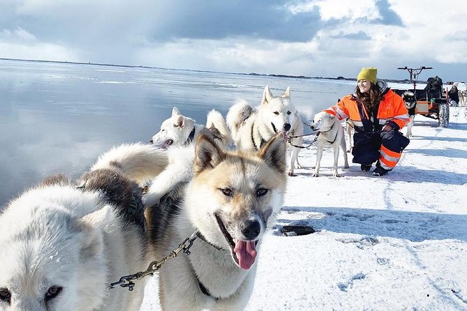 Small Group Husky Sledding Tour from Capital Region - Why the small group matters