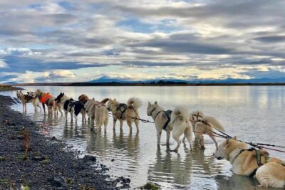 Small Group Husky Sledding Tour from Capital Region