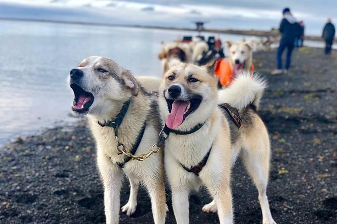 Small Group Husky Sledding Tour from Capital Region - Is $395.62 a fair price?