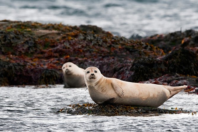 Small-Group Snaefellsnes National Park Day Trip from Reykjavik - Ytri Tunga, where seals may be the day’s first surprise