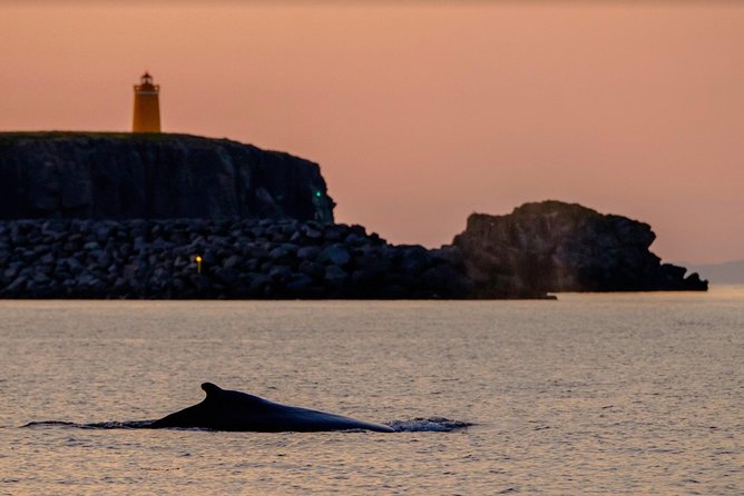 Small-group Whale Watching in the Midnight Sun from Reykjavík - Lundey and the puffin search