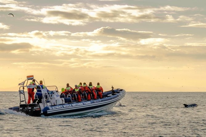Small-group Whale Watching in the Midnight Sun from Reykjavík - Faxaflói and the search for whales