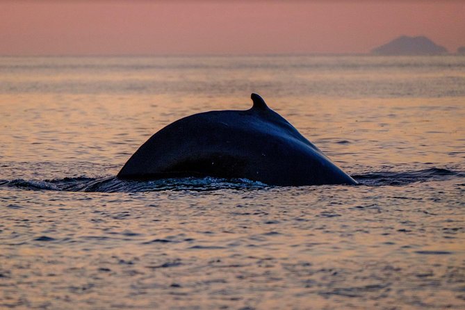 Small-group Whale Watching in the Midnight Sun from Reykjavík - What the $203.50 price really buys you