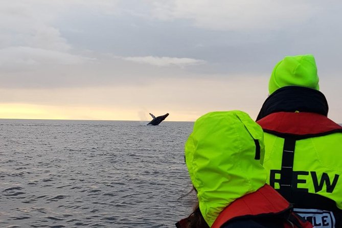 Small-group Whale Watching in the Midnight Sun from Reykjavík - Harpa and the Sun Voyager from the water