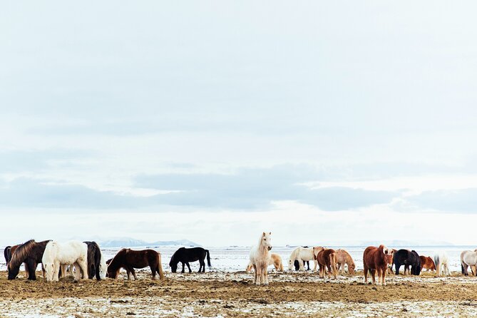 Snæfellsnes in Spanish with lunch on a farm Minibus - The Arnarstapi to Hellnar coast