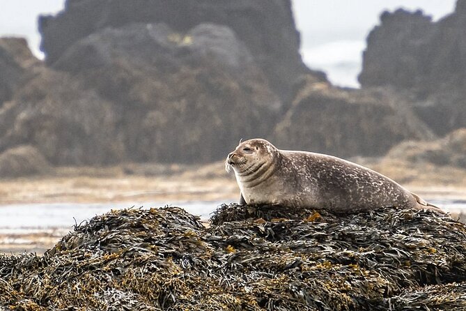 Snaefellsnes Peninsula Full Day Tour from Reykjavik - Lóndrangar shows the power of volcanic rock