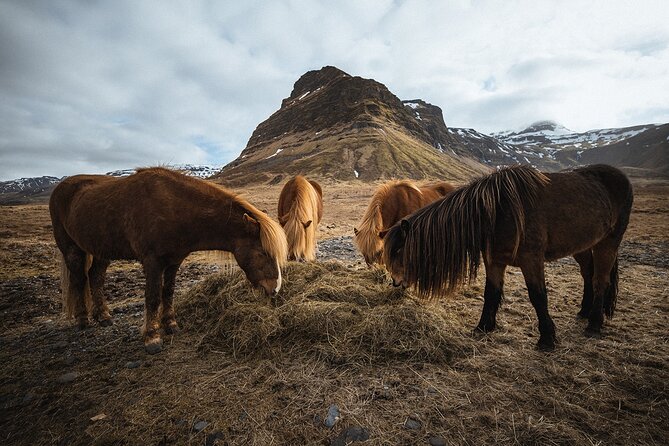 Snæfellsnes Peninsula | Private tour | PRO Photos included - Arnarstapi and the walk to Miðgjá