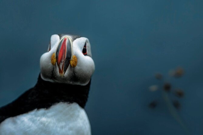 South Coast Sagas: Small Group Tour with Pick-up from Reykjavik - Vík from above, then lunch near Reynisfjara