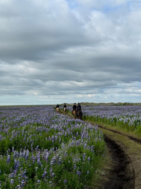 southern Iceland: Black beach riding tour - Key details before you saddle up