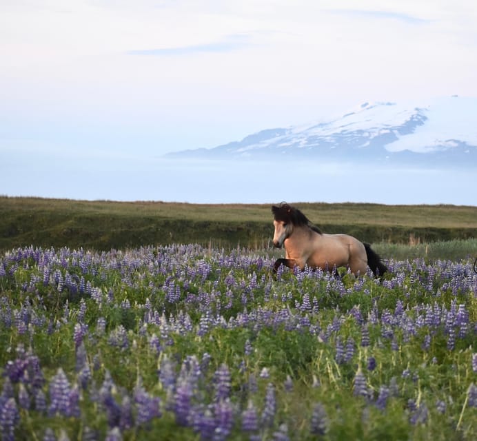 southern Iceland: Black beach riding tour - Riding the black beach near Grímsstaðir