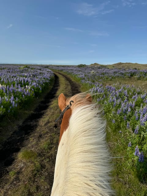 southern Iceland: Black beach riding tour - Finding Grímsstaðir without stress