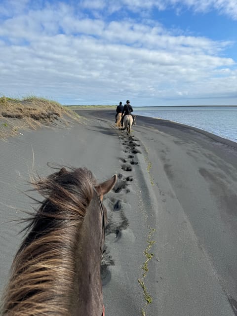 southern Iceland: Black beach riding tour - Meeting the Icelandic horse