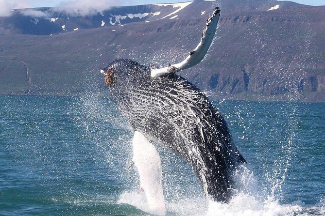 Speedboat Whale Watching Small-Group Tour in Reykjavik - Searching Faxaflói Bay for whales