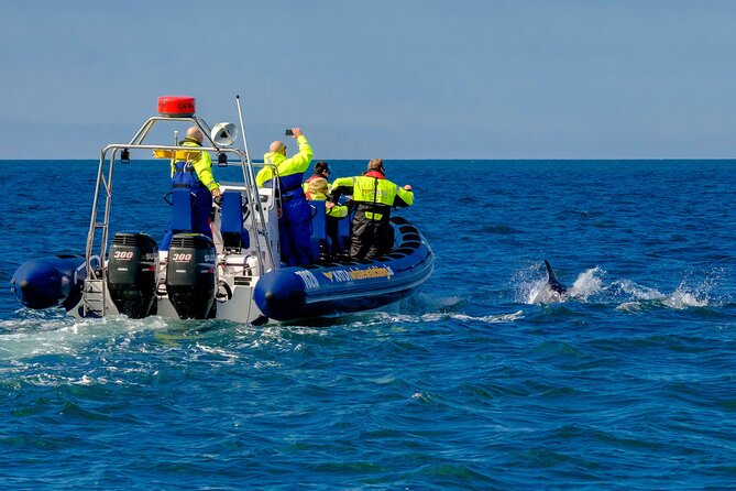 Speedboat Whale Watching Small-Group Tour in Reykjavik - What the crew adds to the experience