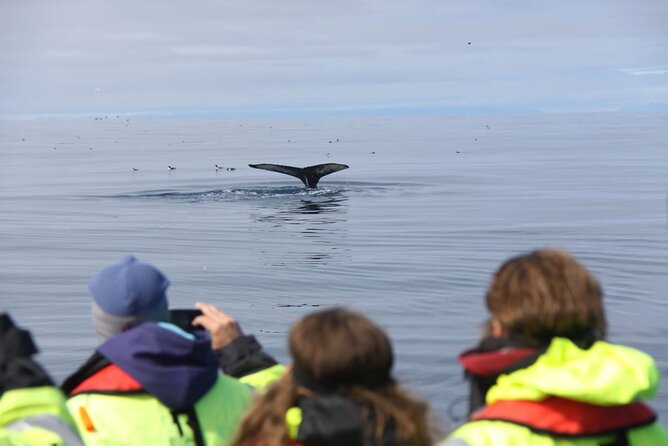 Speedboat Whale Watching Small-Group Tour in Reykjavik - Warm clothing, spray, and the bouncing ride