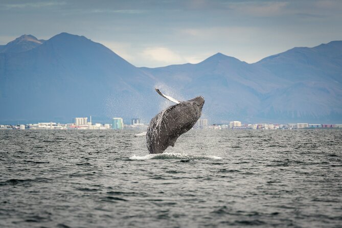 Speedboat Whale Watching Small-Group Tour in Reykjavik - Weather and cancellation choices