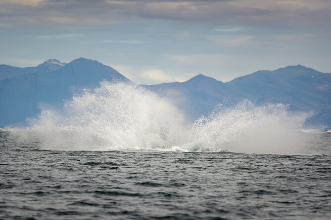 Speedboat Whale Watching Small-Group Tour in Reykjavik - Meeting at Geirsgata 11 in Reykjavik