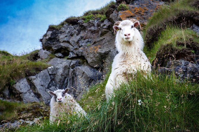 The Best of Vestmannaeyjar with Ebbi - Why Heimaey makes a good short guided tour