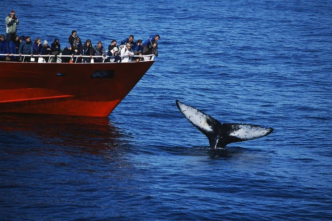 The Original Classic Whale Watching from Reykjavik - Key points to know before booking