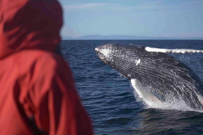 The Original Classic Whale Watching from Reykjavik - Leaving Ægisgarður for Faxaflói Bay