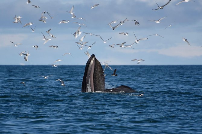 The Original Classic Whale Watching from Reykjavik - A guide who adds more than whale names