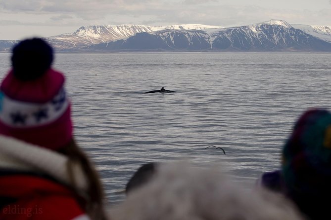 The Original Classic Whale Watching from Reykjavik - Finding a good place on the boat