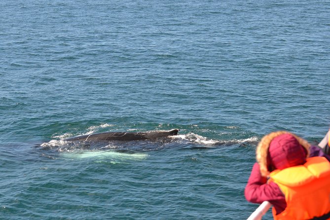 The Original Classic Whale Watching from Reykjavik - What happens when the sea is rough