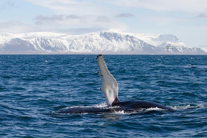 The Original Classic Whale Watching from Reykjavik - Wildlife Exhibition, WiFi, and onboard drinks