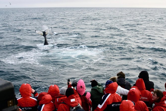 The Original Classic Whale Watching from Reykjavik - Is $105 a fair price?