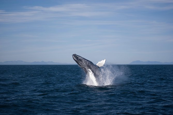 The Original Classic Whale Watching from Reykjavik - Who will enjoy this cruise most?