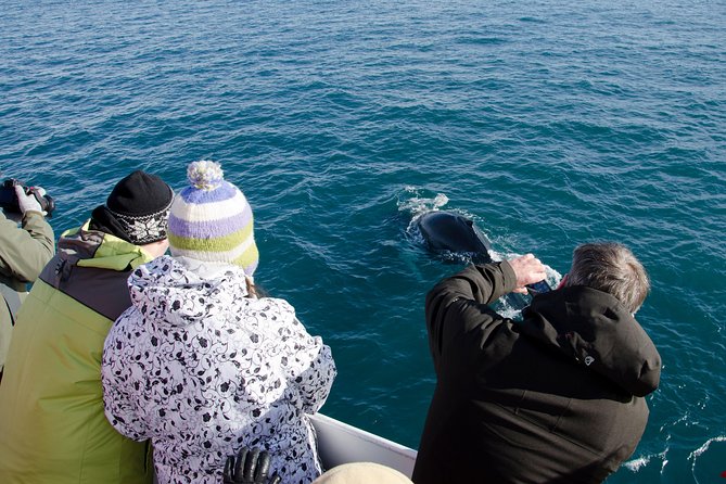 The Original Classic Whale Watching from Reykjavik - Watching the first whales appear