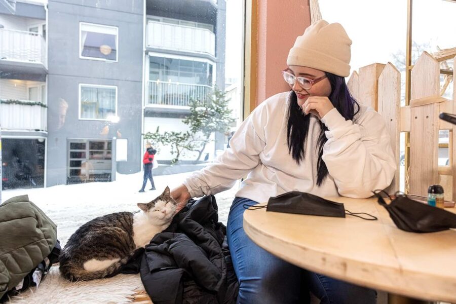 The Private Reykjavik CatWalk - Laugavegur, shops, and a cat-themed souvenir