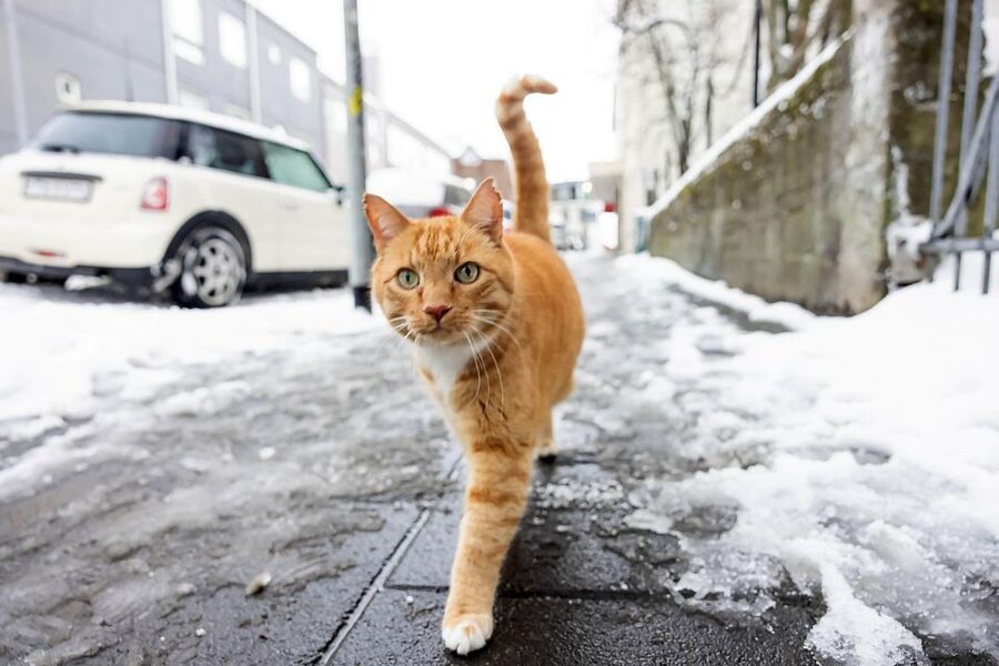 The Private Reykjavik CatWalk - What the private format changes