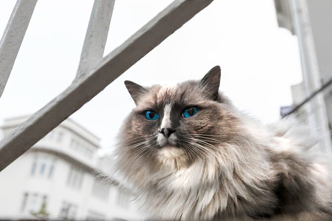 The Reykjavik Cat Walking Tour - Kattakaffihúsið: the warm heart of the tour