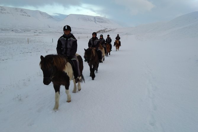 The Viking Horse Riding Experience in North Iceland - Trying the Icelandic tölt