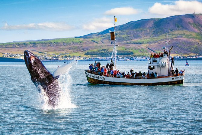 Traditional Oak Ship Whale Watching Tour From Husavik - Choosing morning, afternoon, or evening